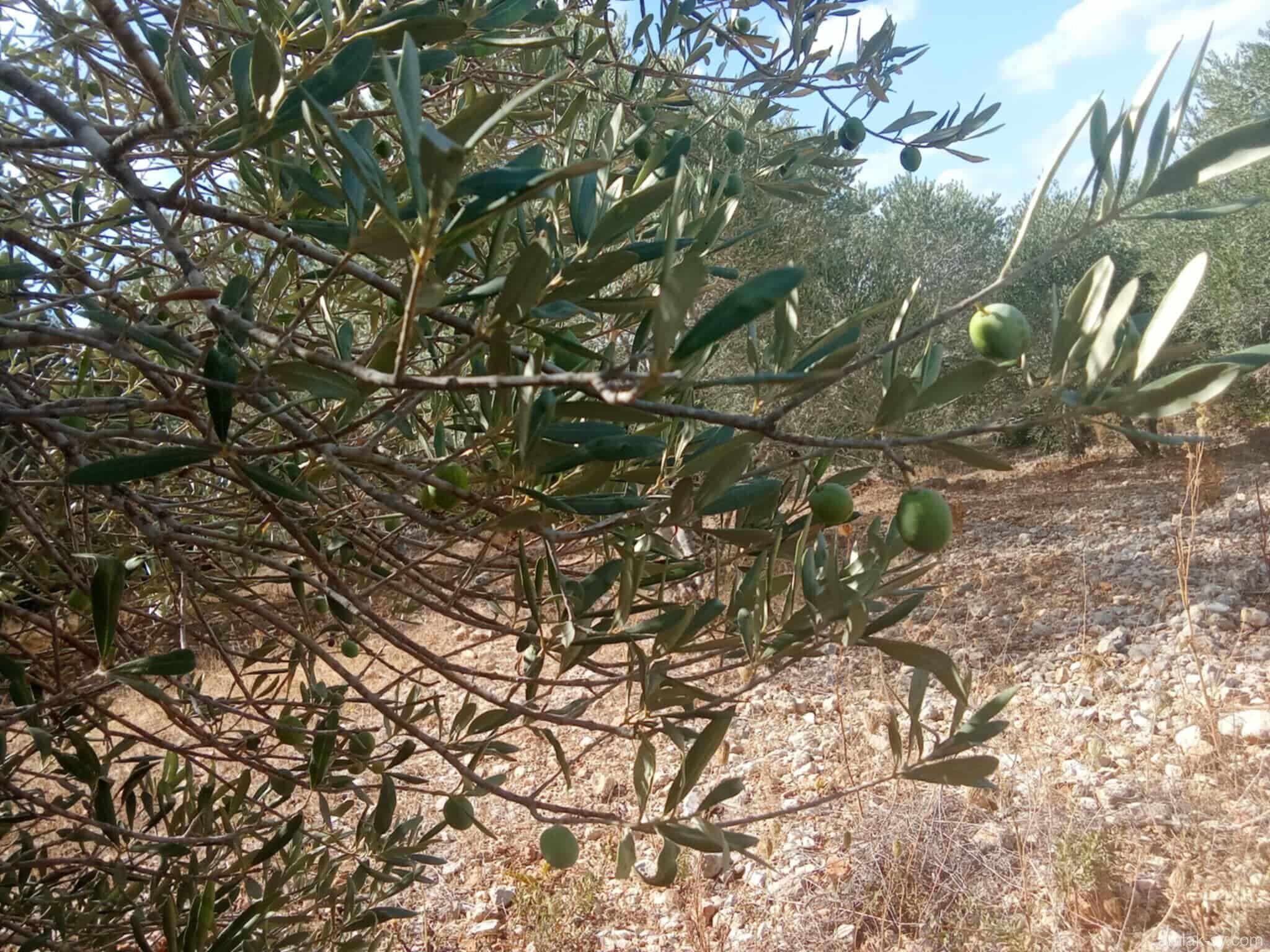 صورة العقار