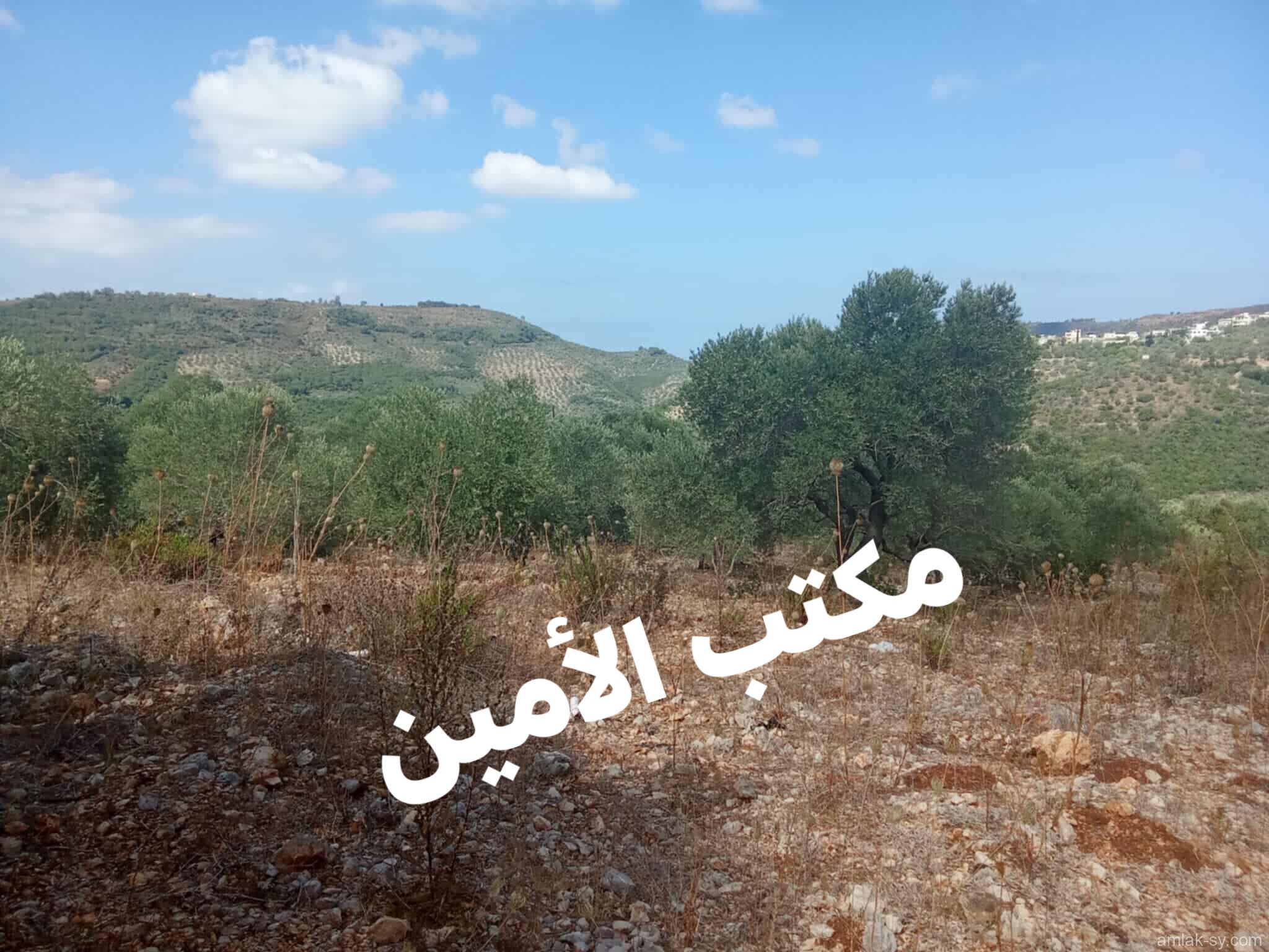 أرض 2600م مشجرة زيتون للبيع