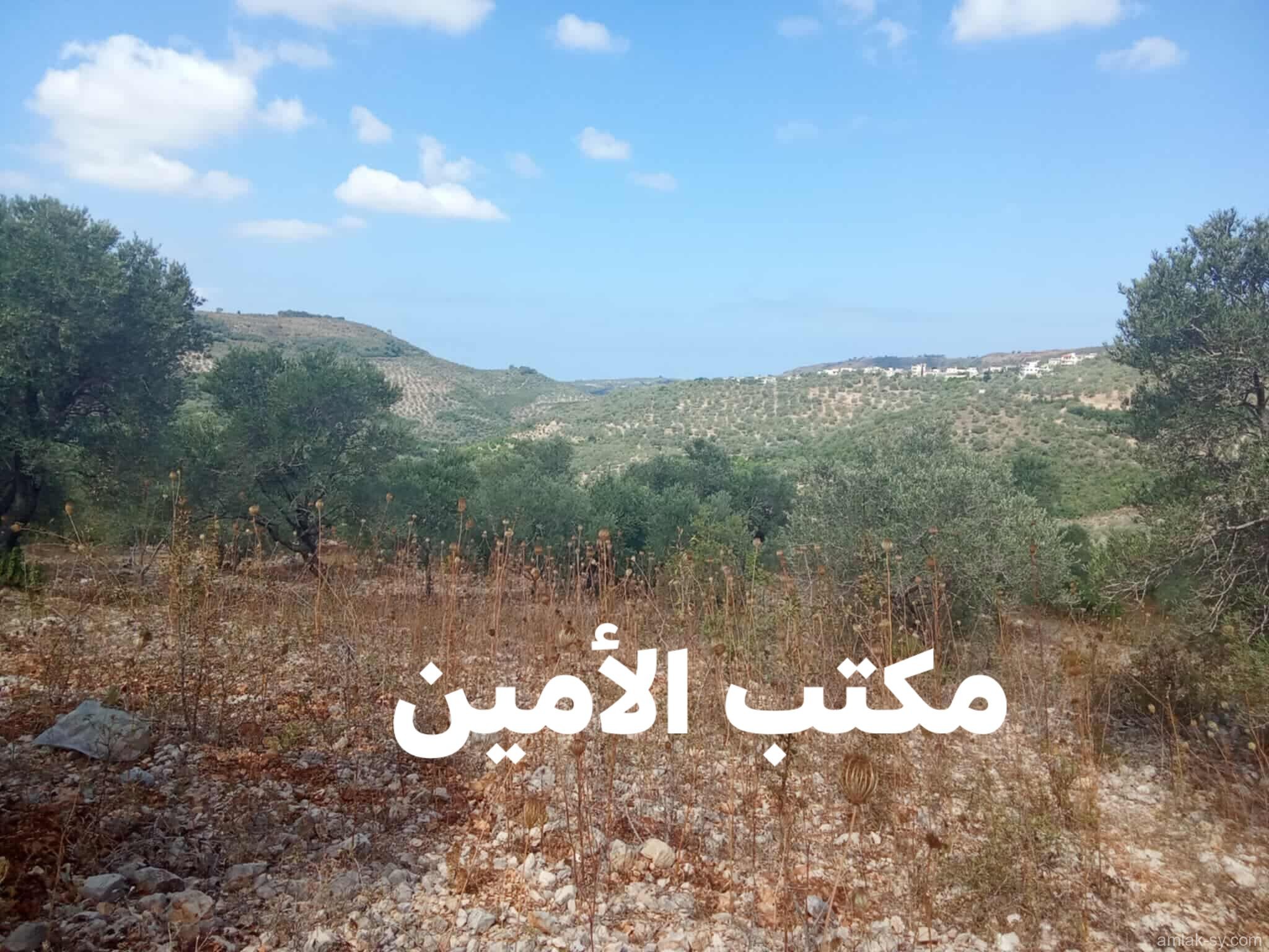 صورة العقار