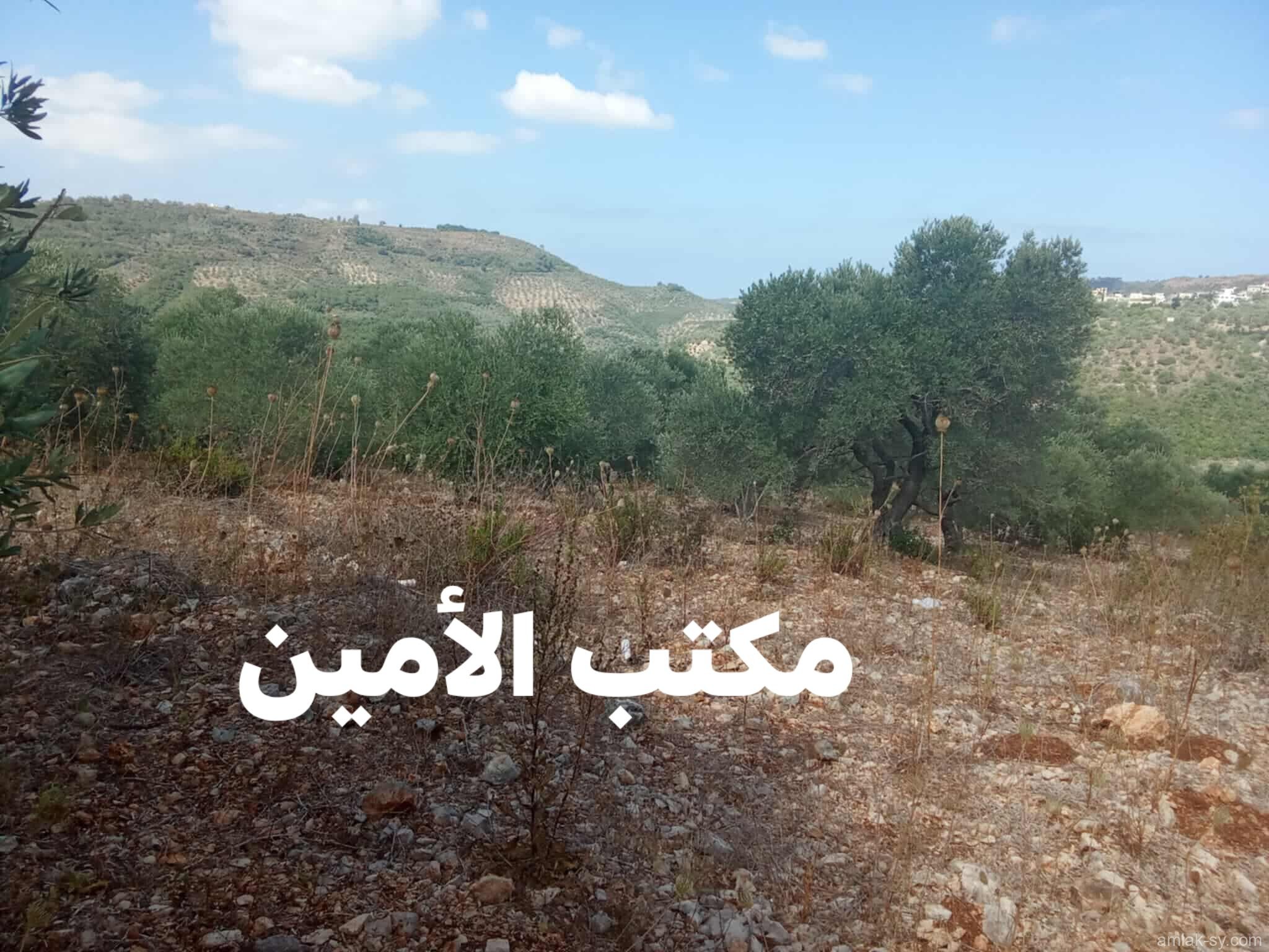 صورة العقار