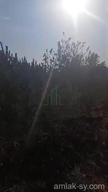 أرض 2900م في جاسم في ريف درعا للبيع (48)